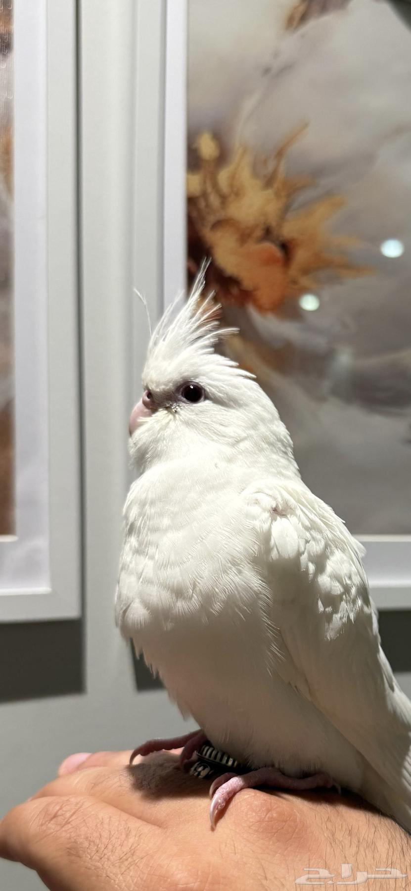 طير كروان البينو مفطوم64597029583105111