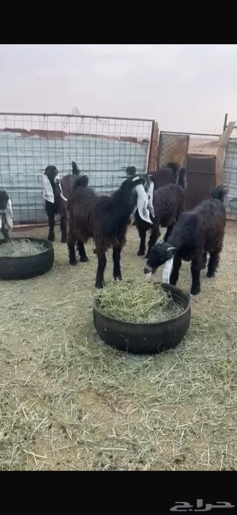 8 جفرات عوارض للبيع64596858560643110