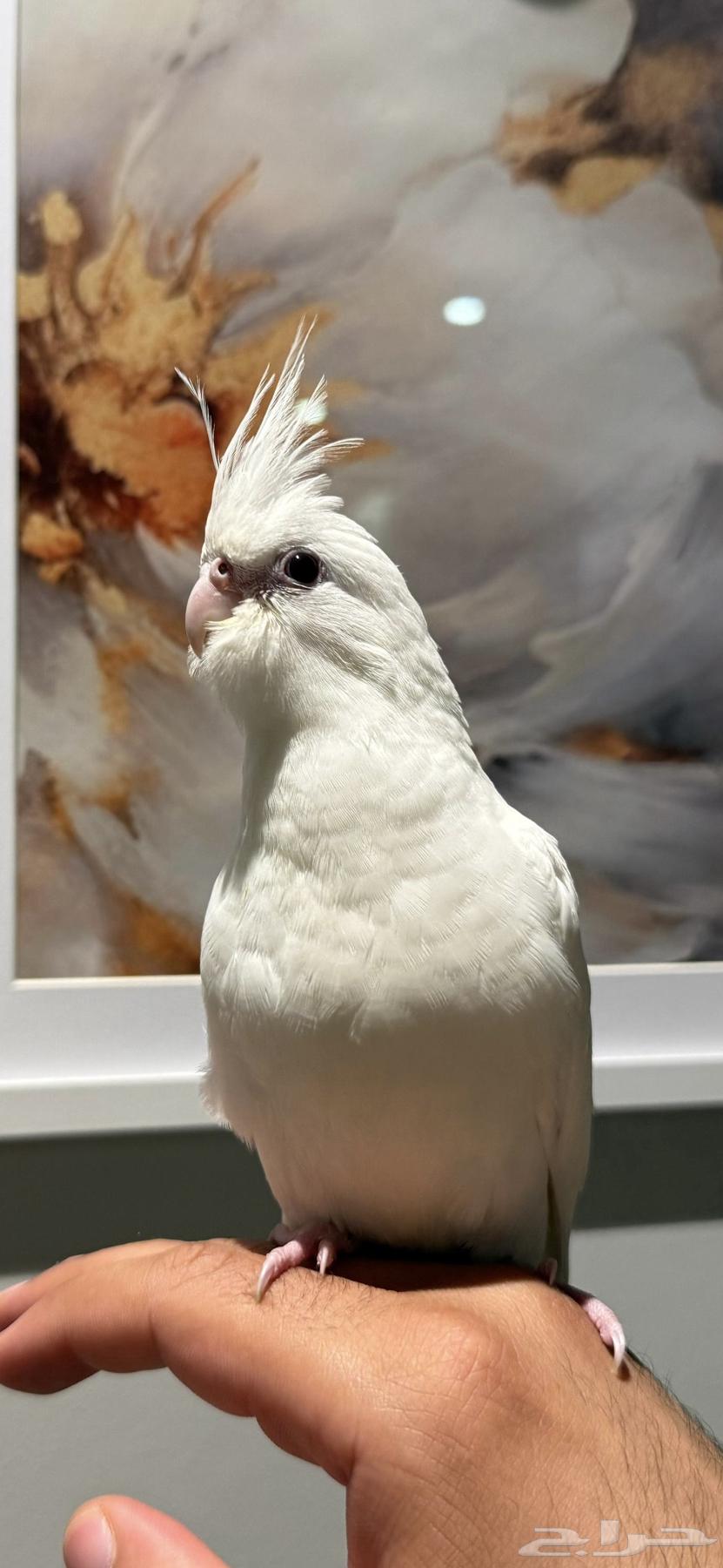 طير كروان البينو مفطوم64597029583105113