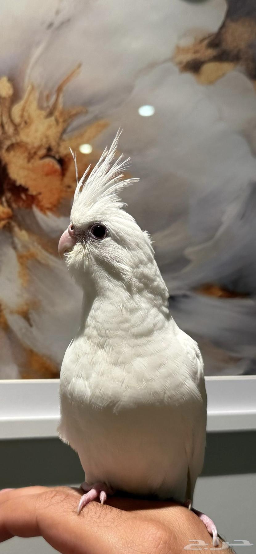 طير كروان البينو مفطوم64597029583105114