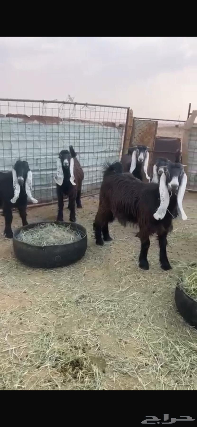 8 جفرات عوارض للبيع64596858560643112