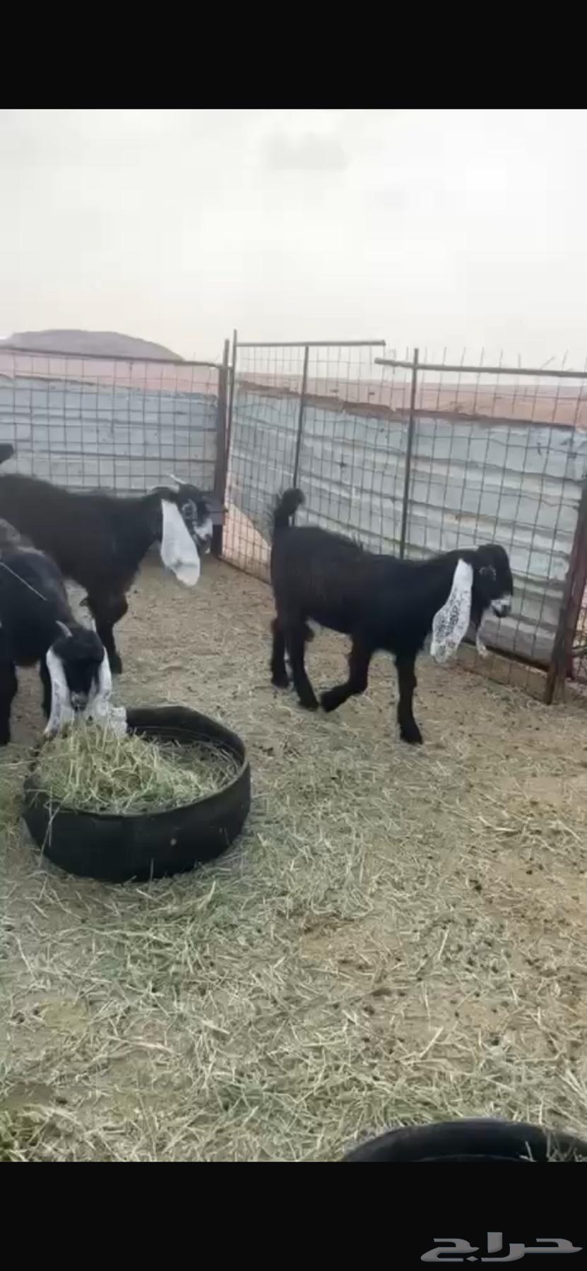 8 جفرات عوارض للبيع64596858560643111