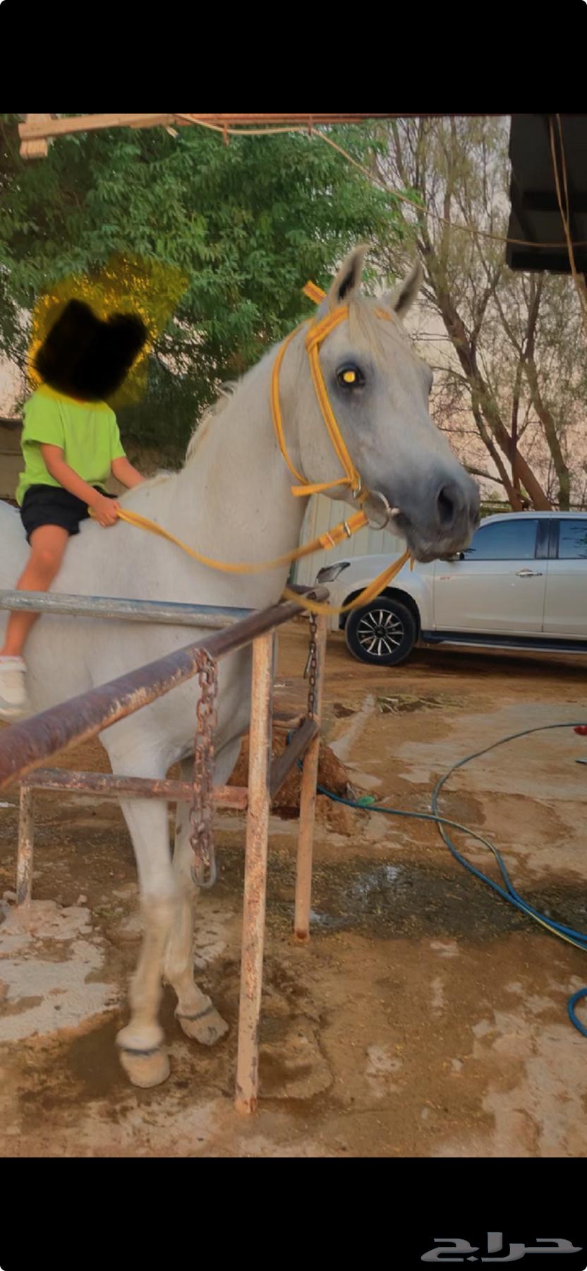 حصان شعبي الخرج64597777339139112