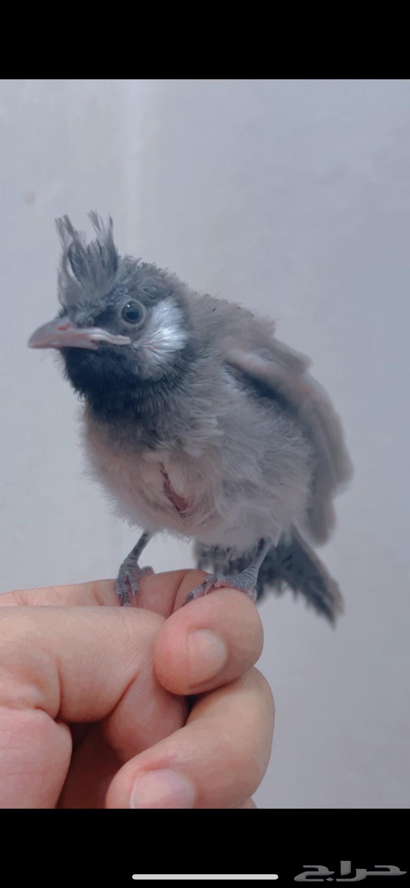 فرخ بلبل هملايا ( تم البيع )64589178991361111