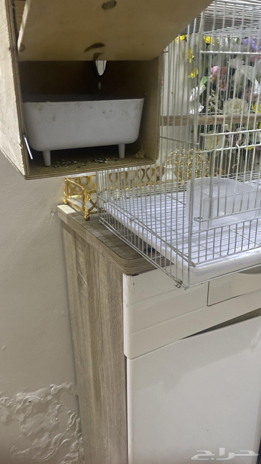 قفص وبيضات64598462182274113