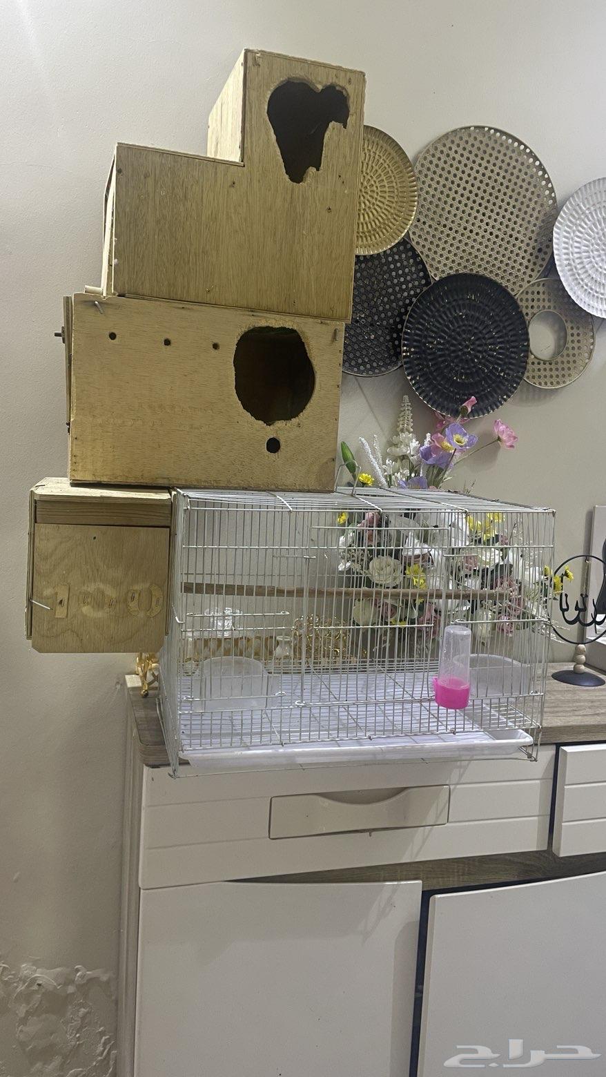 قفص وبيضات64598462182274110