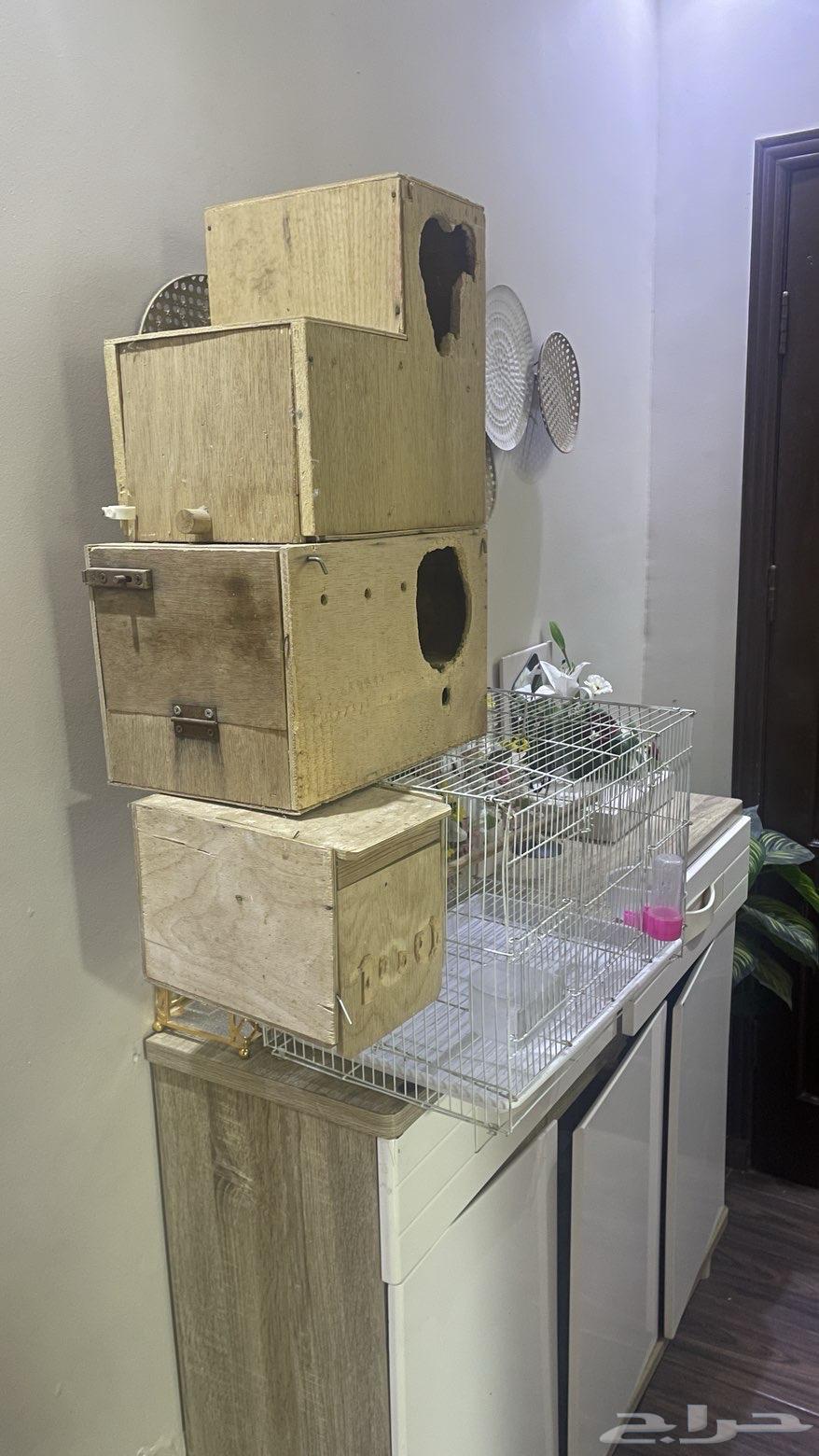 قفص وبيضات64598462182274112