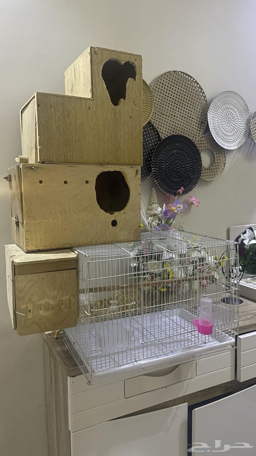 قفص وبيضات64598462182274111