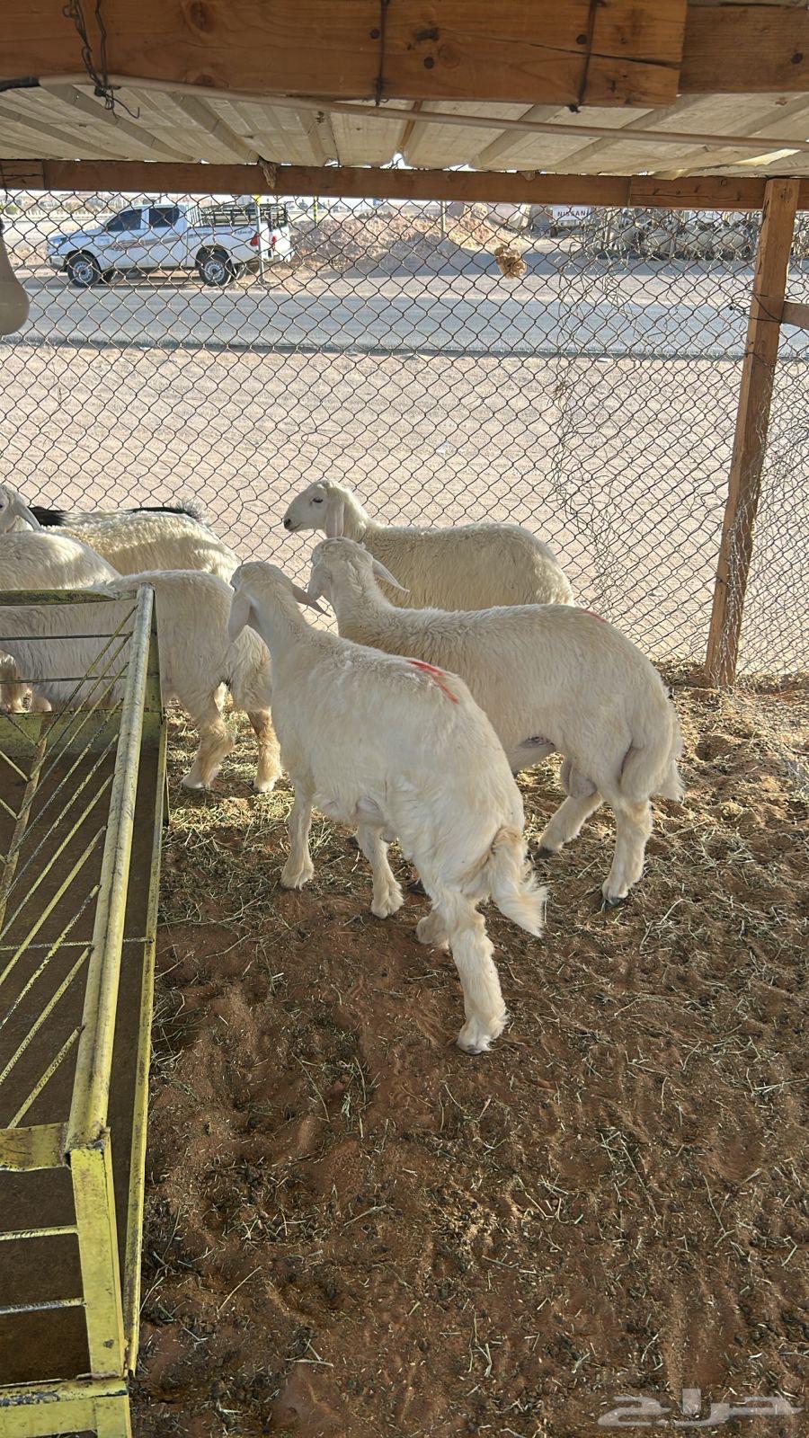 Halal Meat from Naaim Najd with Slaughtering and Delivery64597814135937114