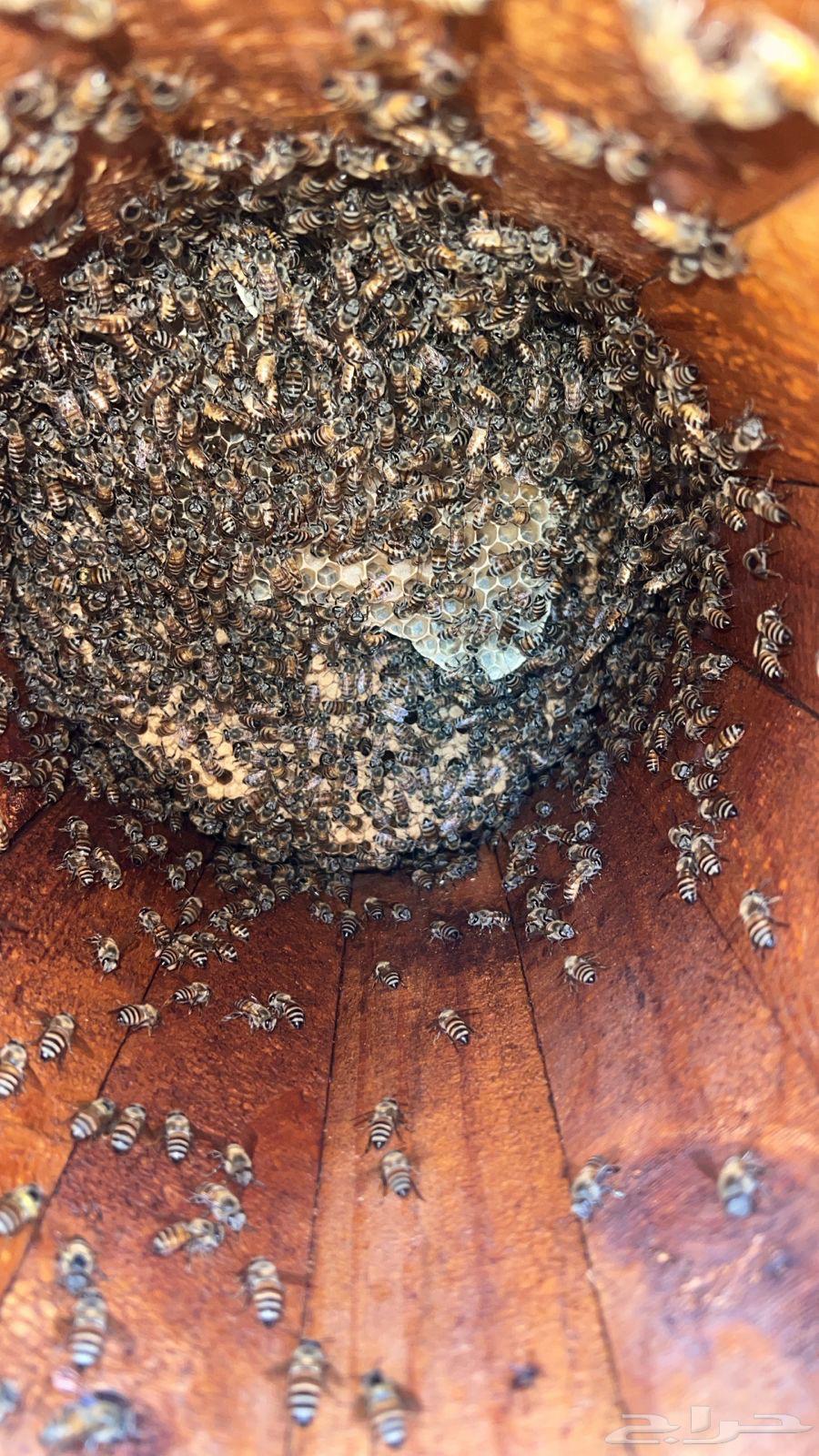 للبيع64593558716291114