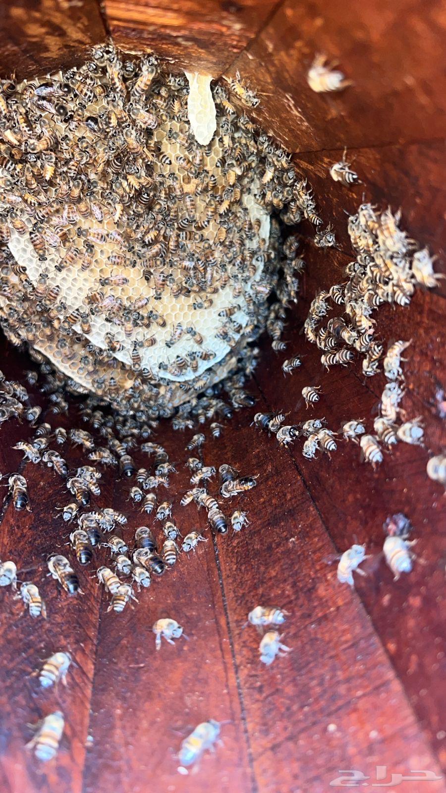 للبيع64593558716291113