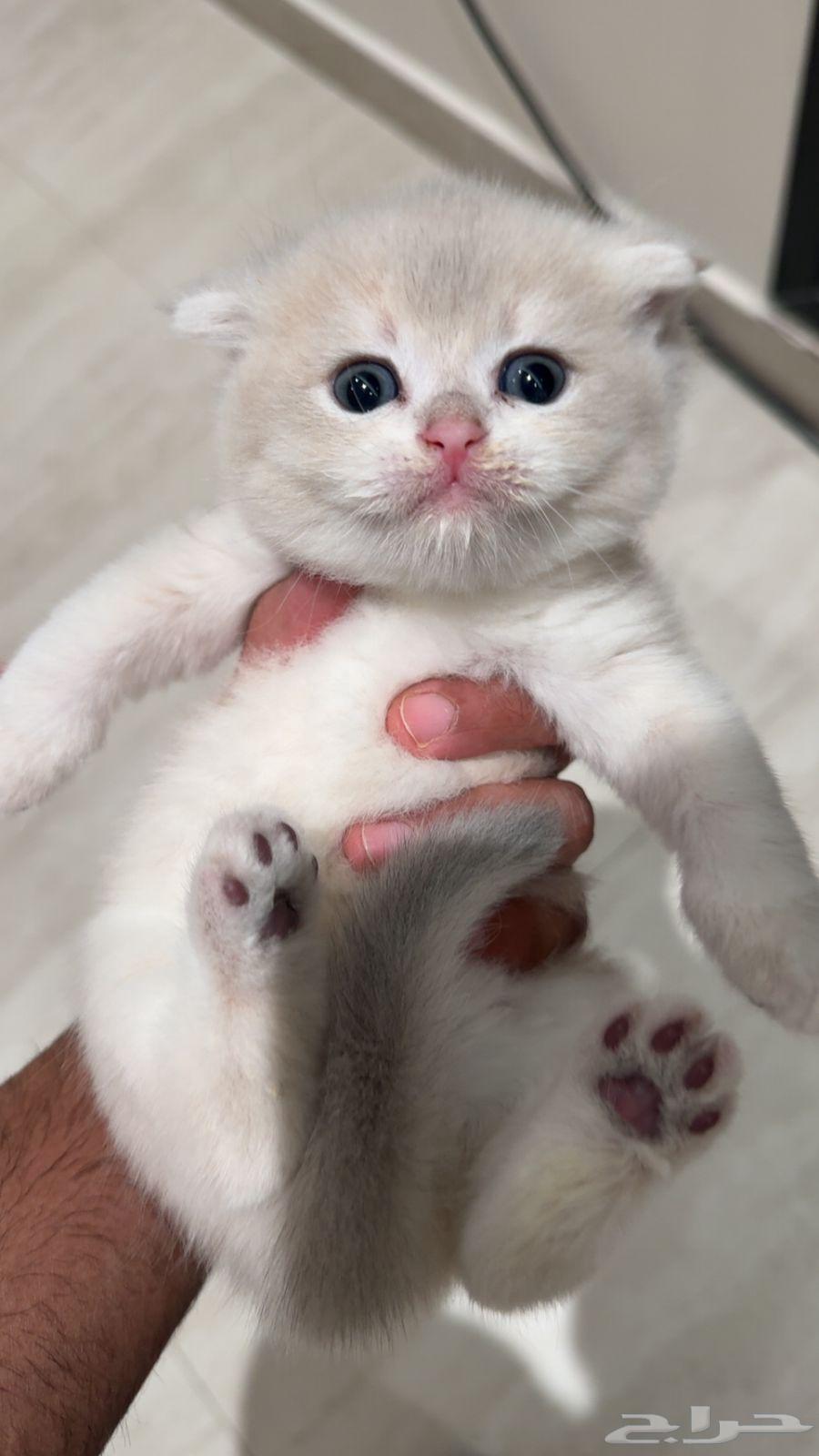 كيتن لعشاق النوادر والمستوى العالي فرصة للهواة والمنتجين64598009283073110