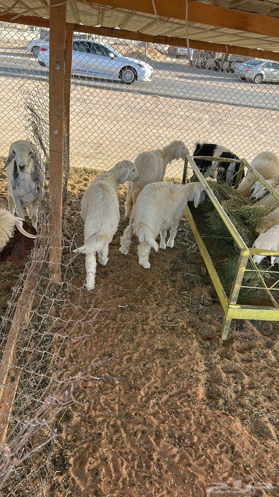 Halal Meat from Naaim Najd with Slaughtering and Delivery64597814135937112