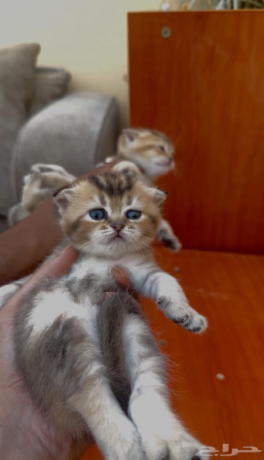 للبيع سكوتش قولد دبل فولد تم البيع64598154711043112