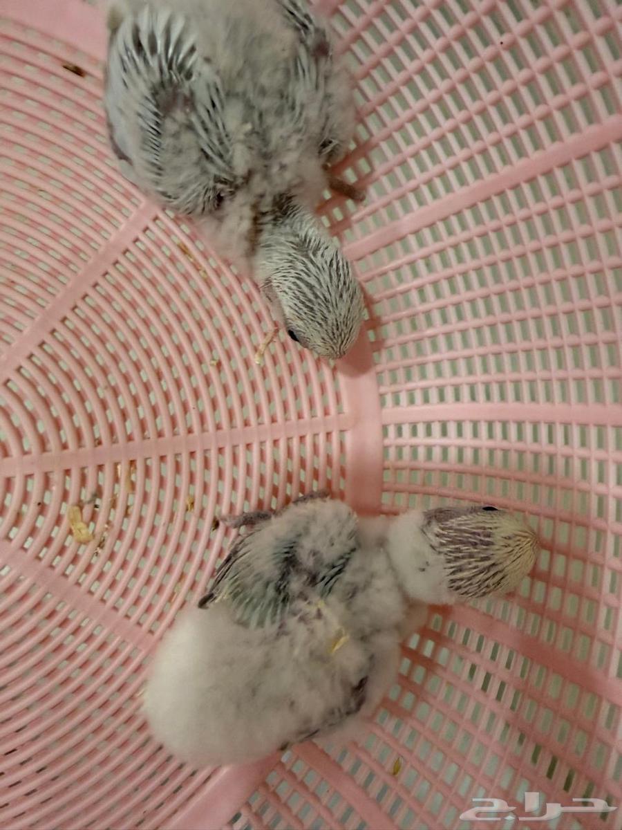 فروخ روز غر64597286397825110