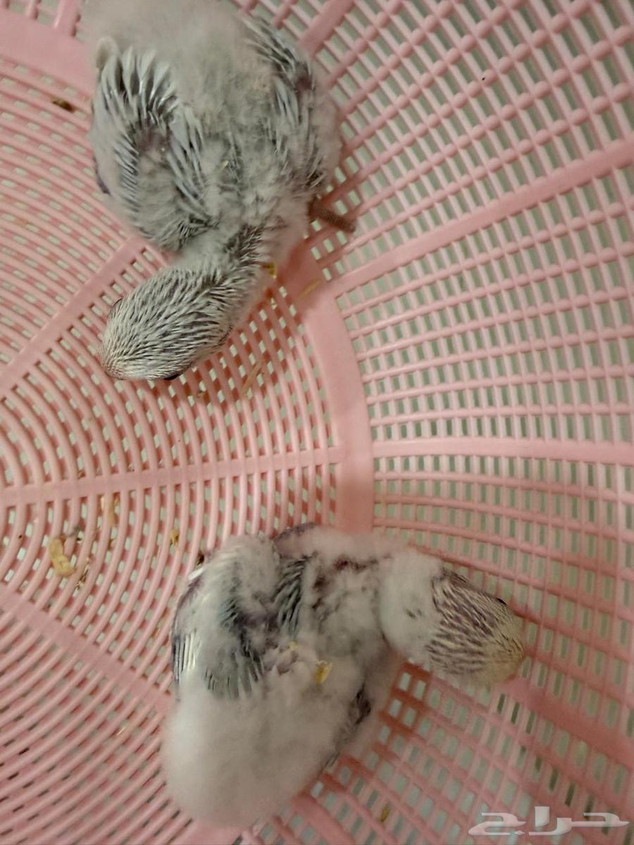 فروخ روز غر64597286397825111