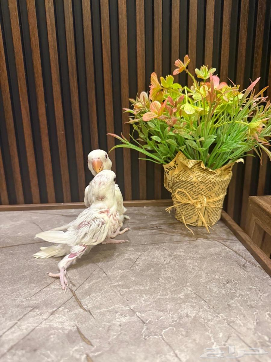 فروخ روز وكروان وبادجي تم البيع64596968581249112