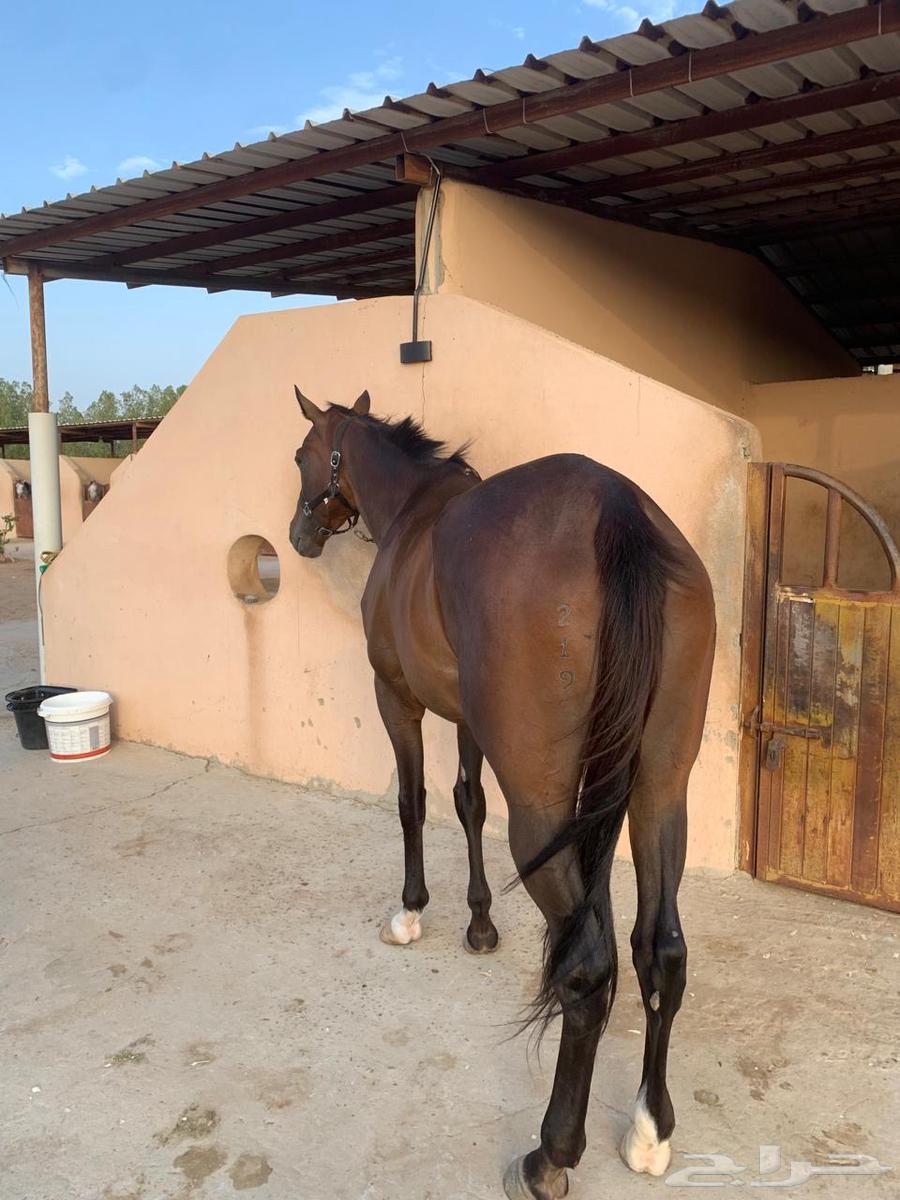 فرس انجليزيه64596784936705111