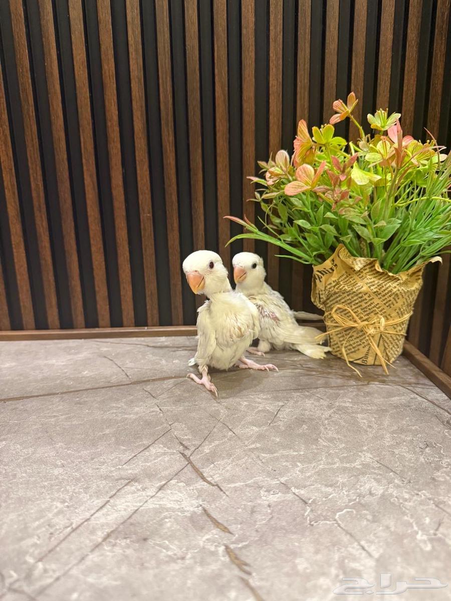 فروخ روز وكروان وبادجي تم البيع64596968581249110