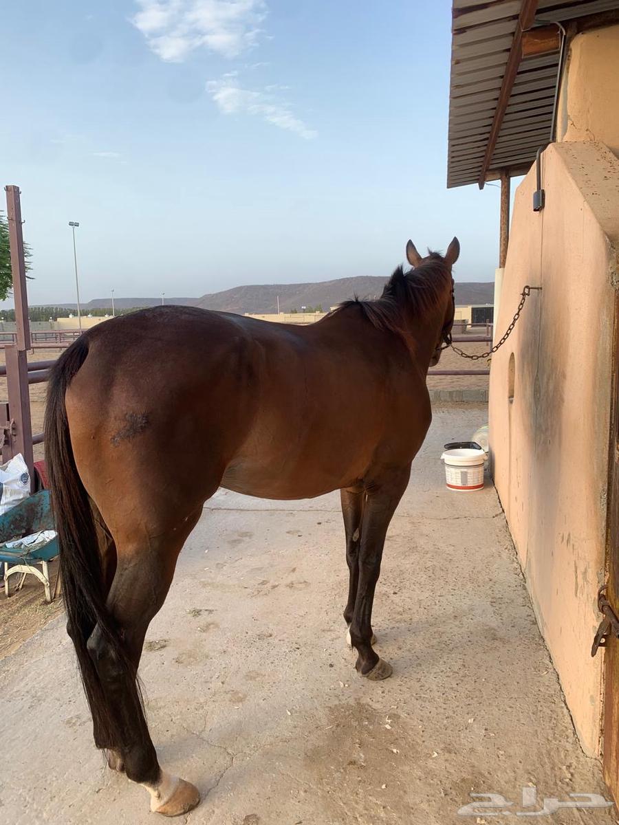 فرس انجليزيه64596784936705110