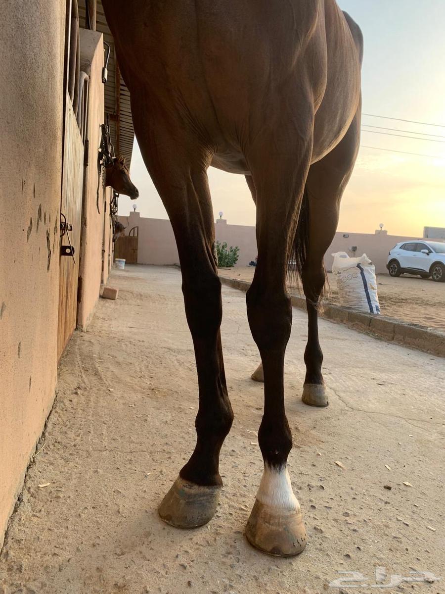 فرس انجليزيه64596784936705112