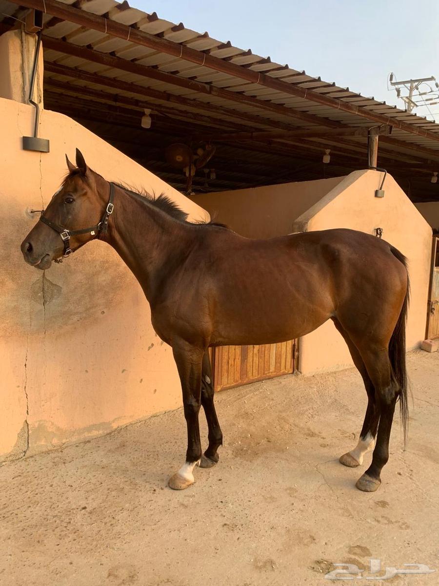 فرس انجليزيه64596784936705114