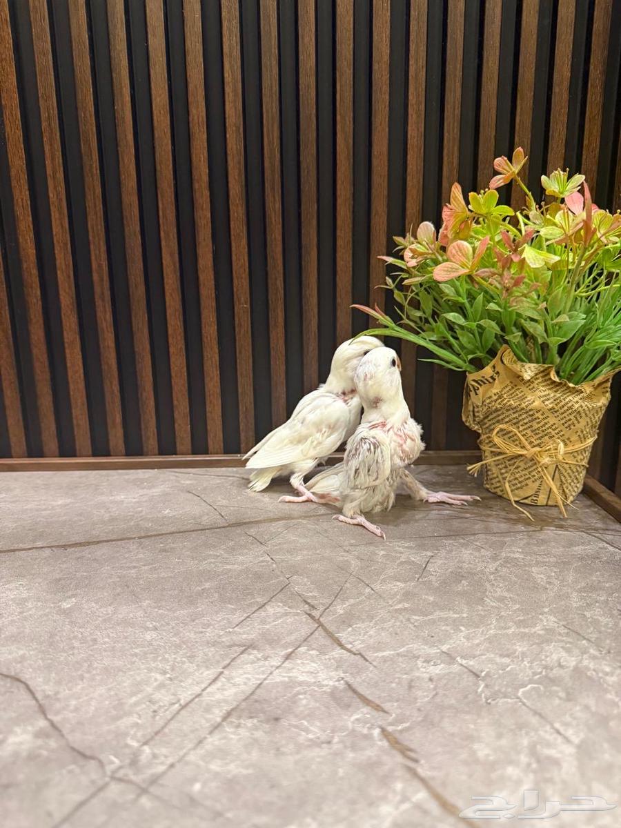 فروخ روز وكروان وبادجي تم البيع64596968581249113