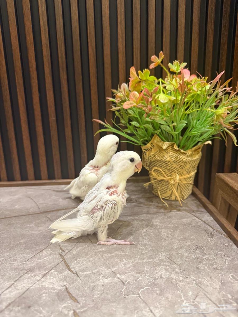 فروخ روز وكروان وبادجي تم البيع64596968581249111