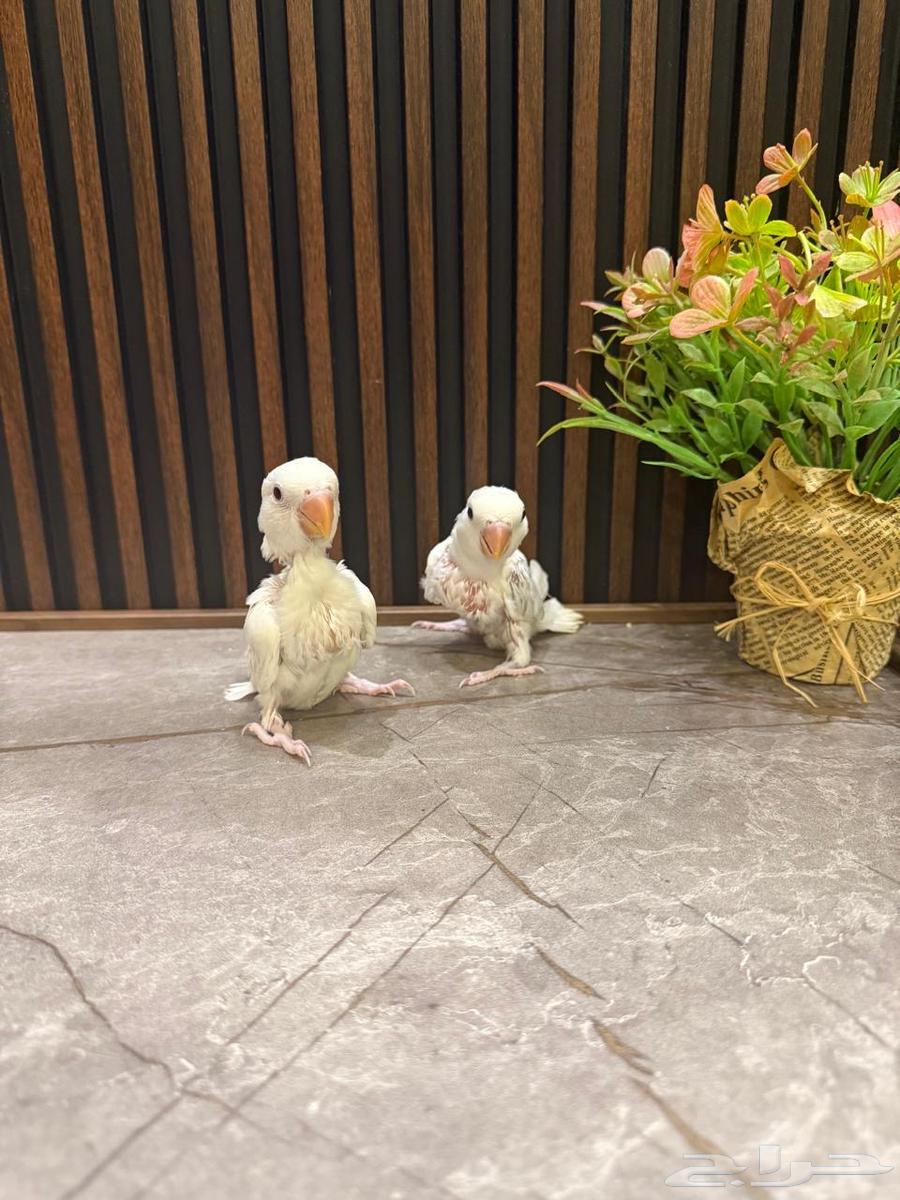 فروخ روز وكروان وبادجي تم البيع64596968581249114