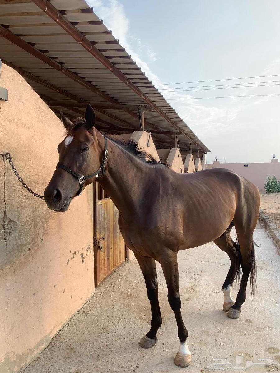 فرس انجليزيه64596784936705113