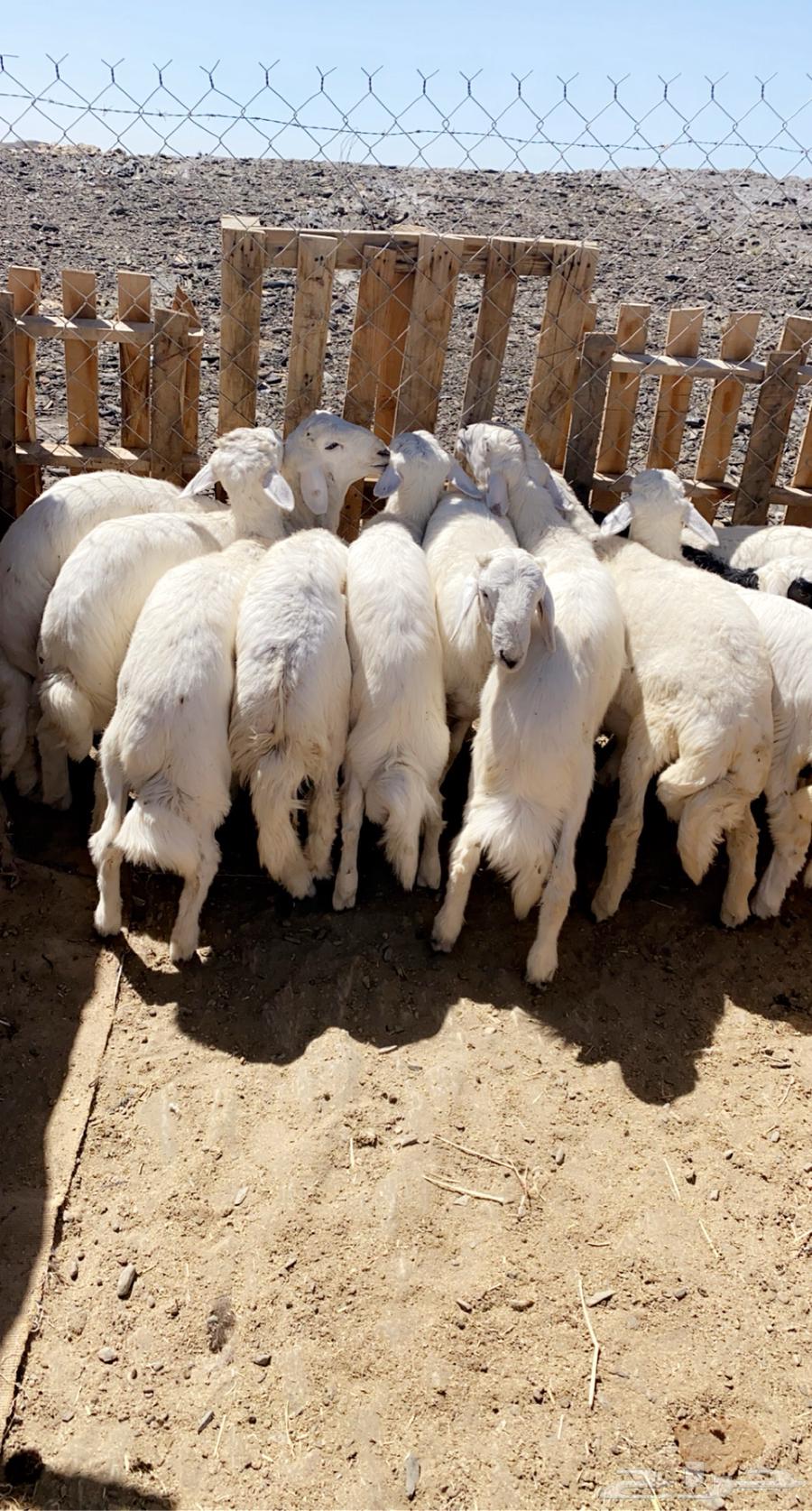 ذبايح خرفان من غنم شهران بالمزرعه بجيزان64597960520195113