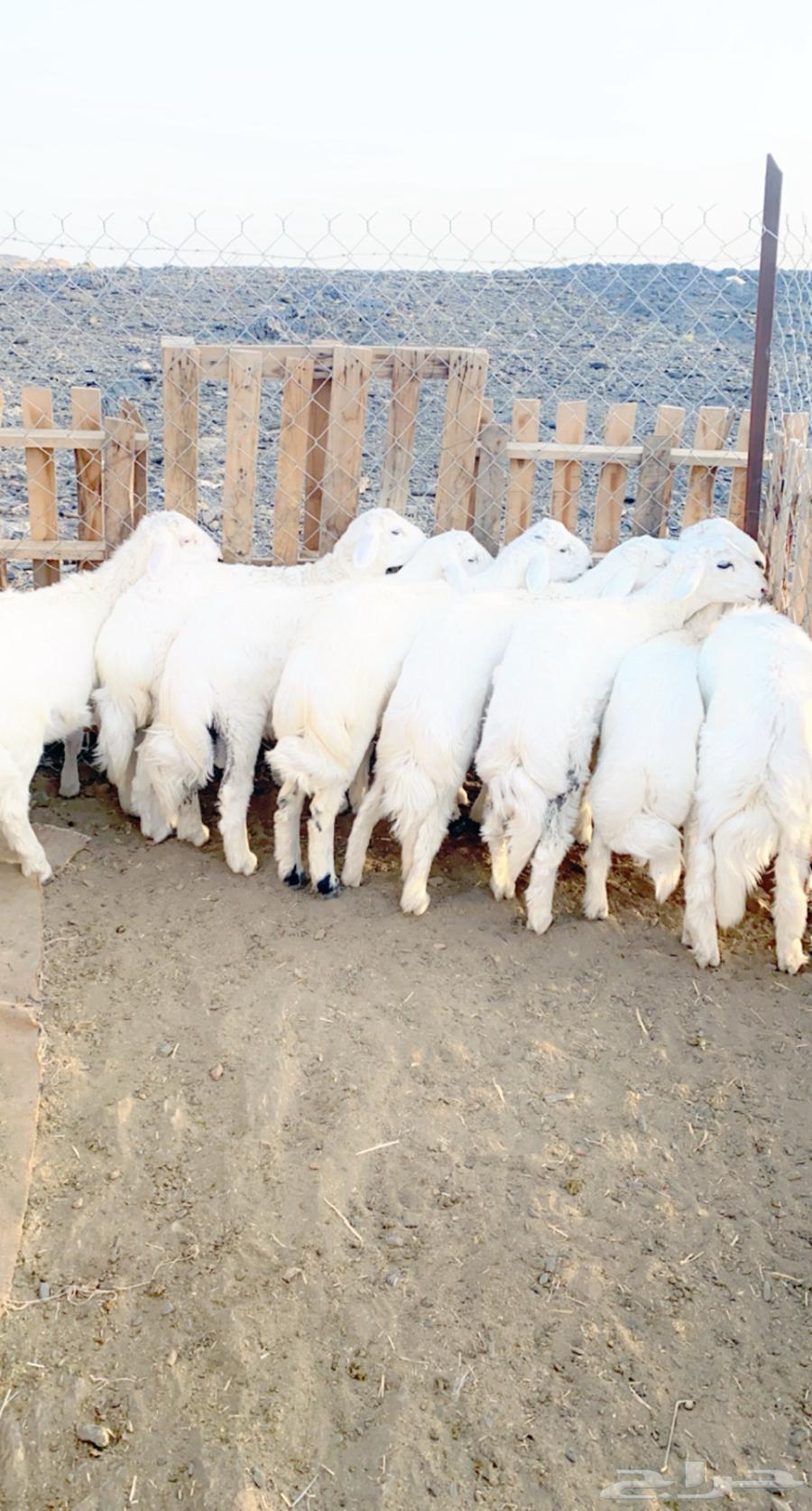 ذبايح خرفان من غنم شهران بالمزرعه بجيزان64597960520195114