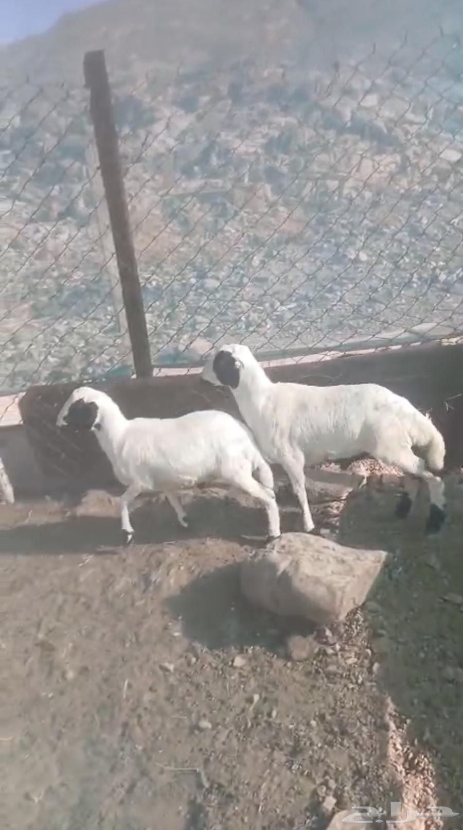 طليان رفيدي تبلد عندي مقفله شحم 3شهور64613141465474112