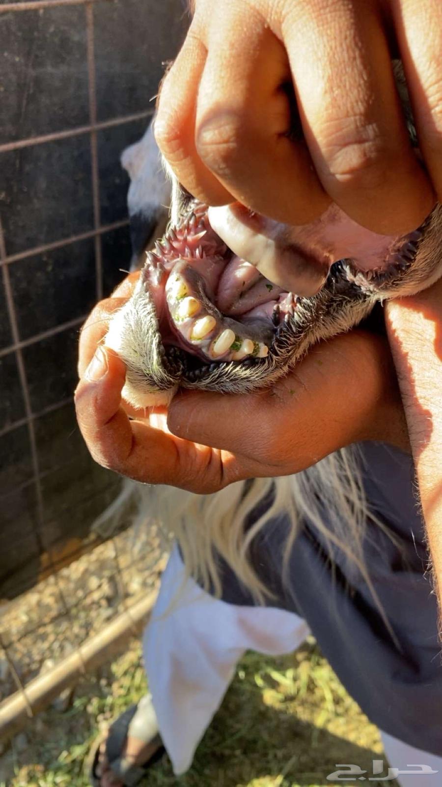 تم البيع خارج الموقع-طلي فحل مشروط السن جامع - الموقع العيص64590971524098112