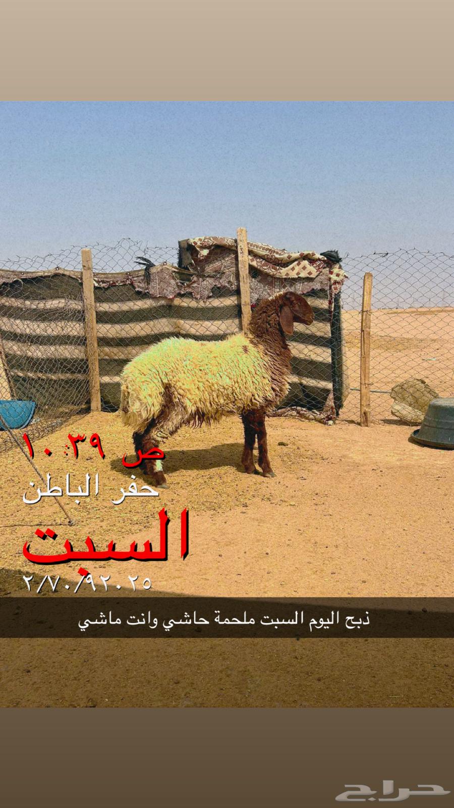 رخل طيبه وبريه موجوده بالملحمة64608328447619110