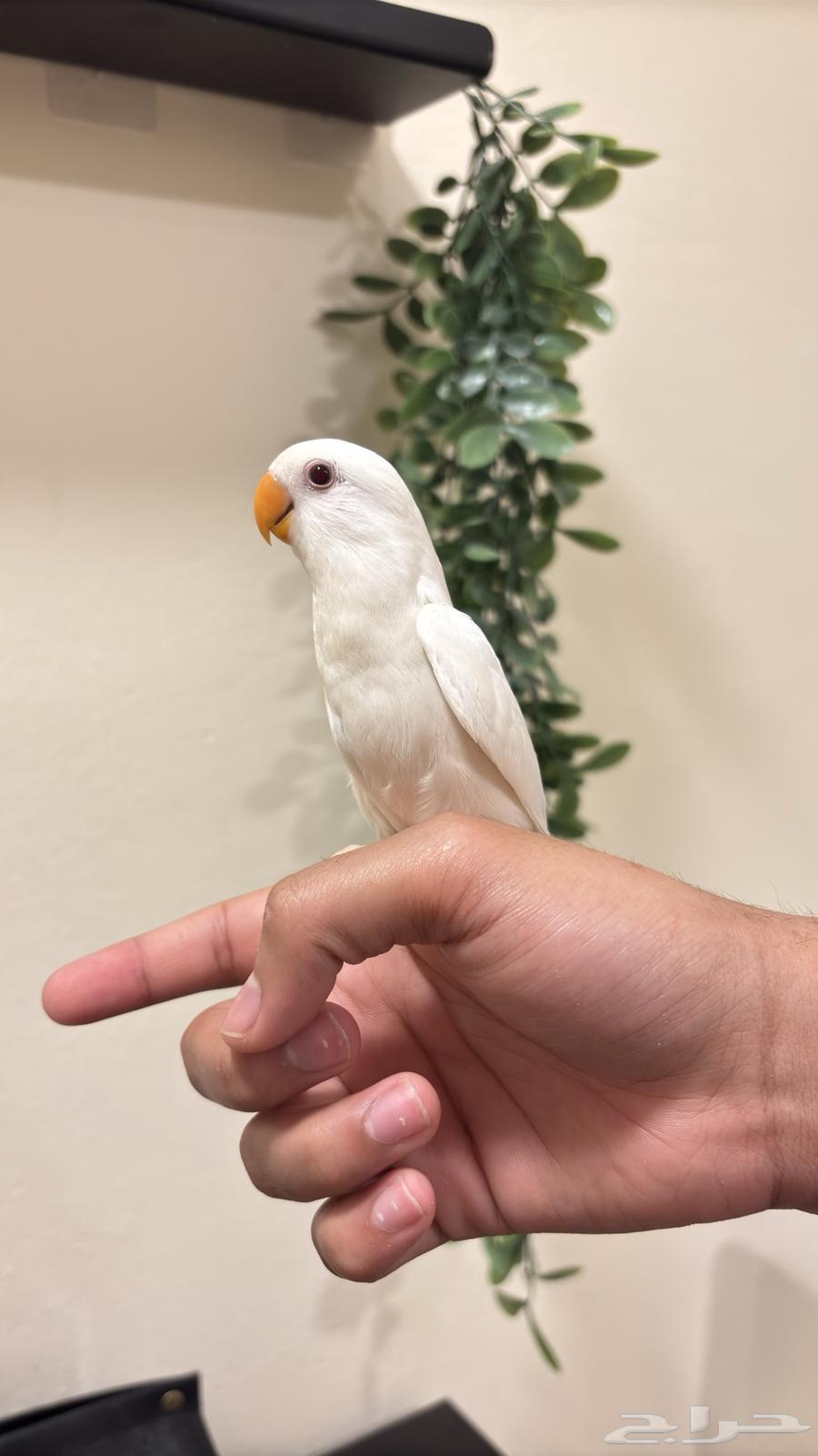 (Sold) Pino Hen, Tame (Weaned)64607756637571112