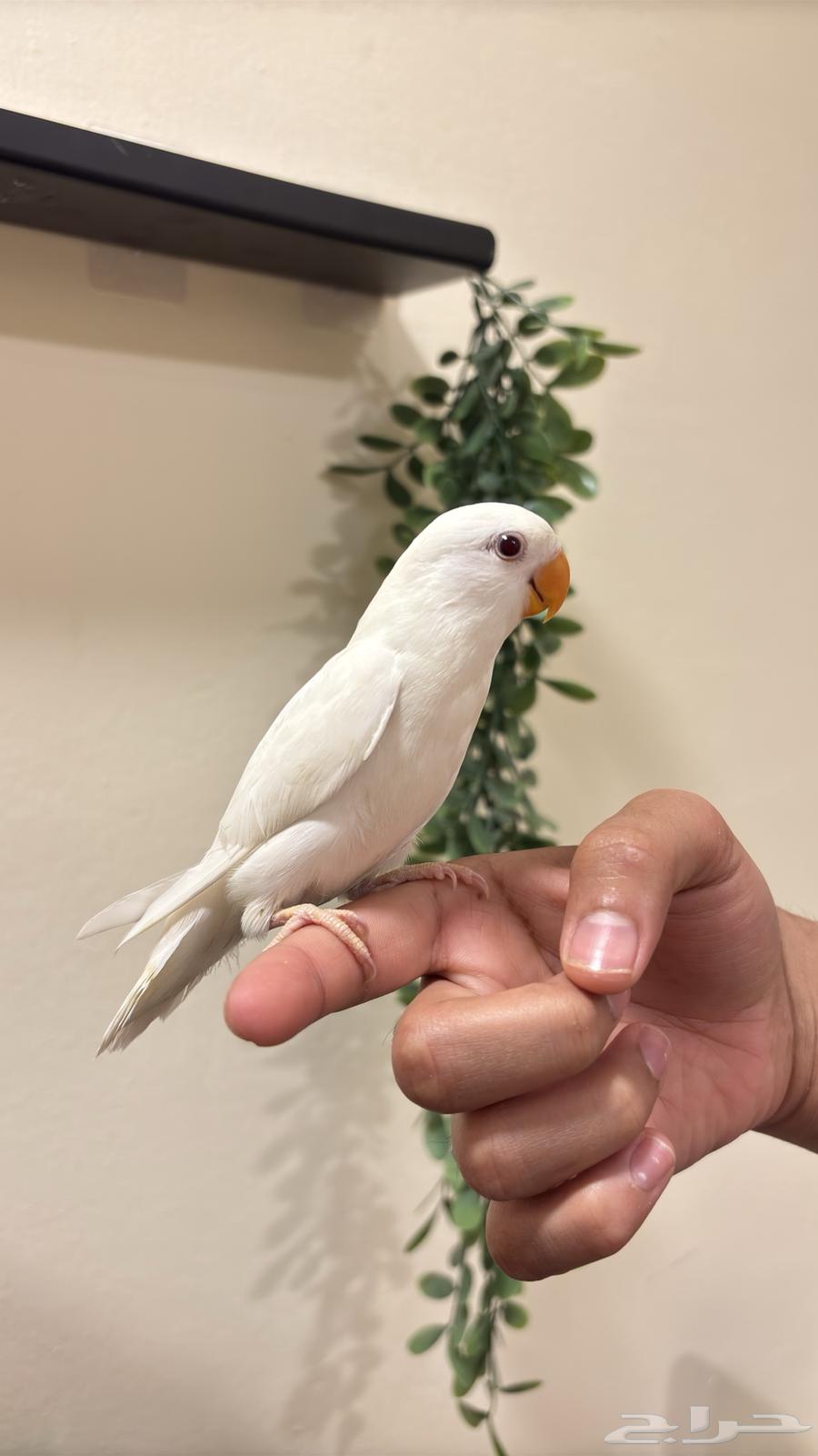 (Sold) Pino Hen, Tame (Weaned)64607756637571111