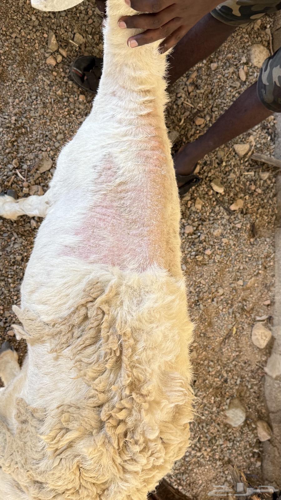 غنم رخال للبيع.64607781721474112