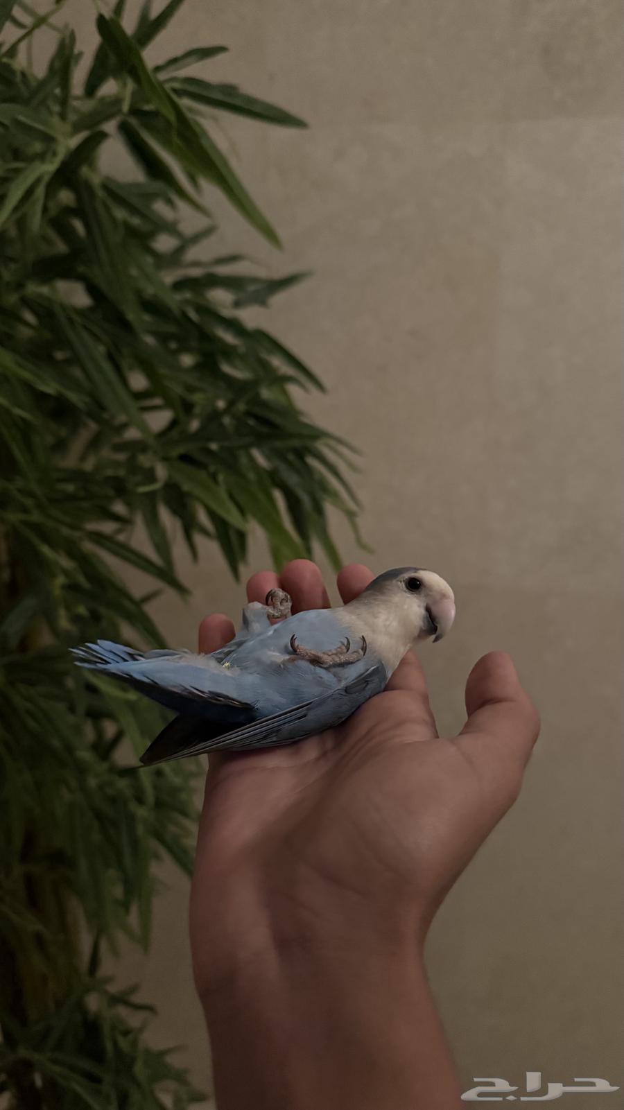 روز اليف جدا64607023168386110