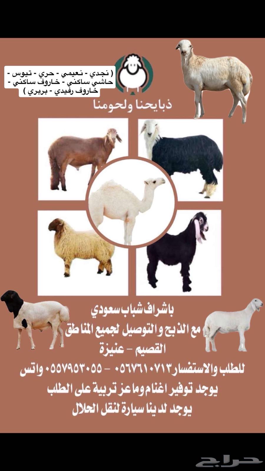 سواكن - رفيدي - حري - نعيمي - نجدي مرابي طيبه64615103342593111