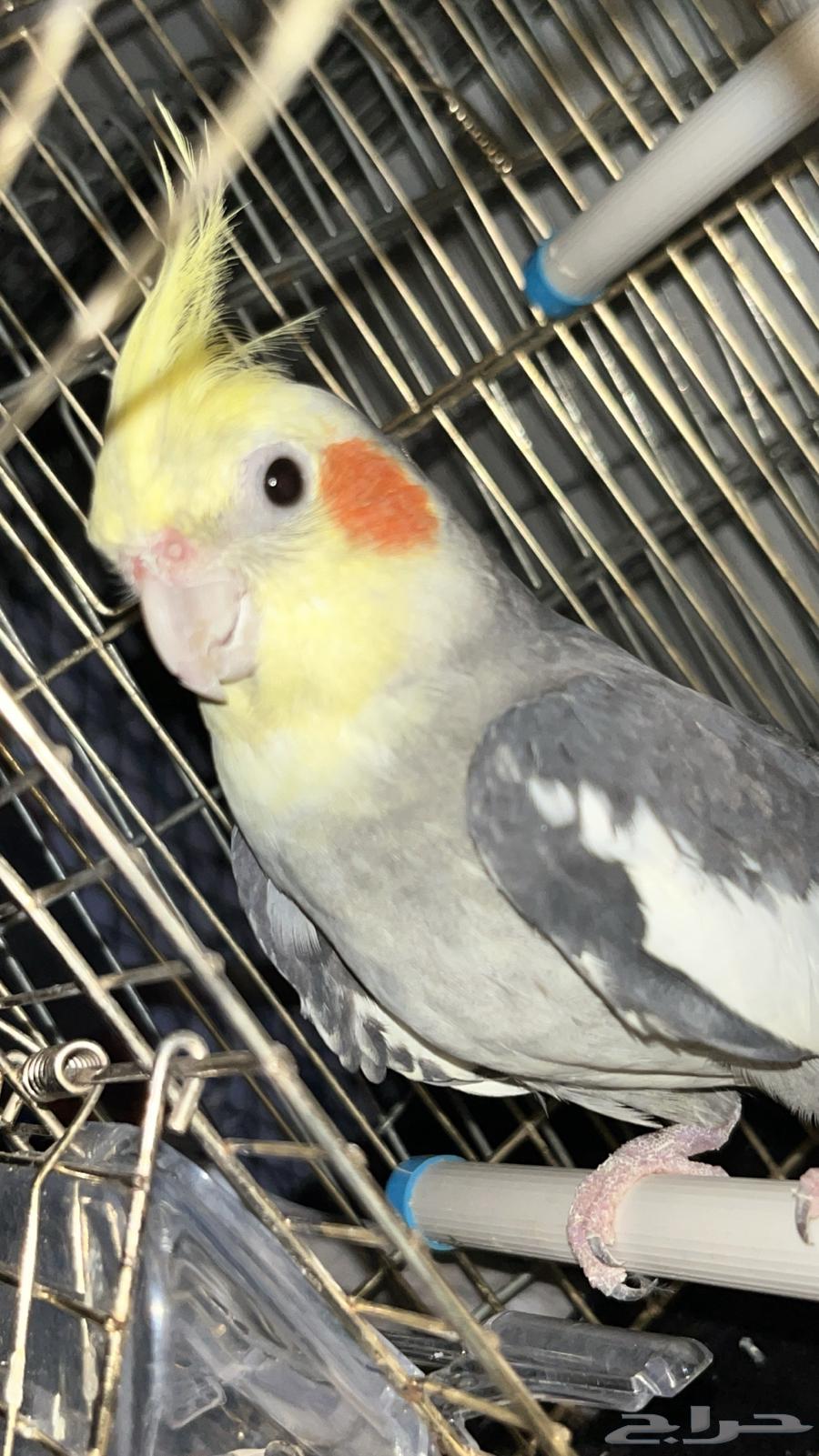 ذكر كروان جاهز تم البيع64613092659203113