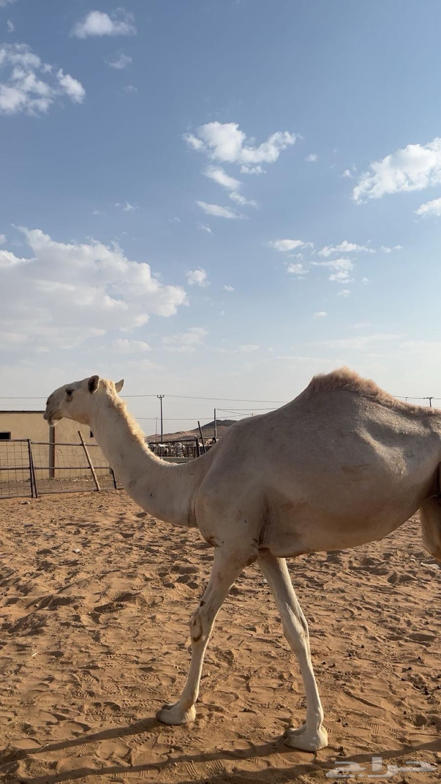 بكره للبيع64611955125891110