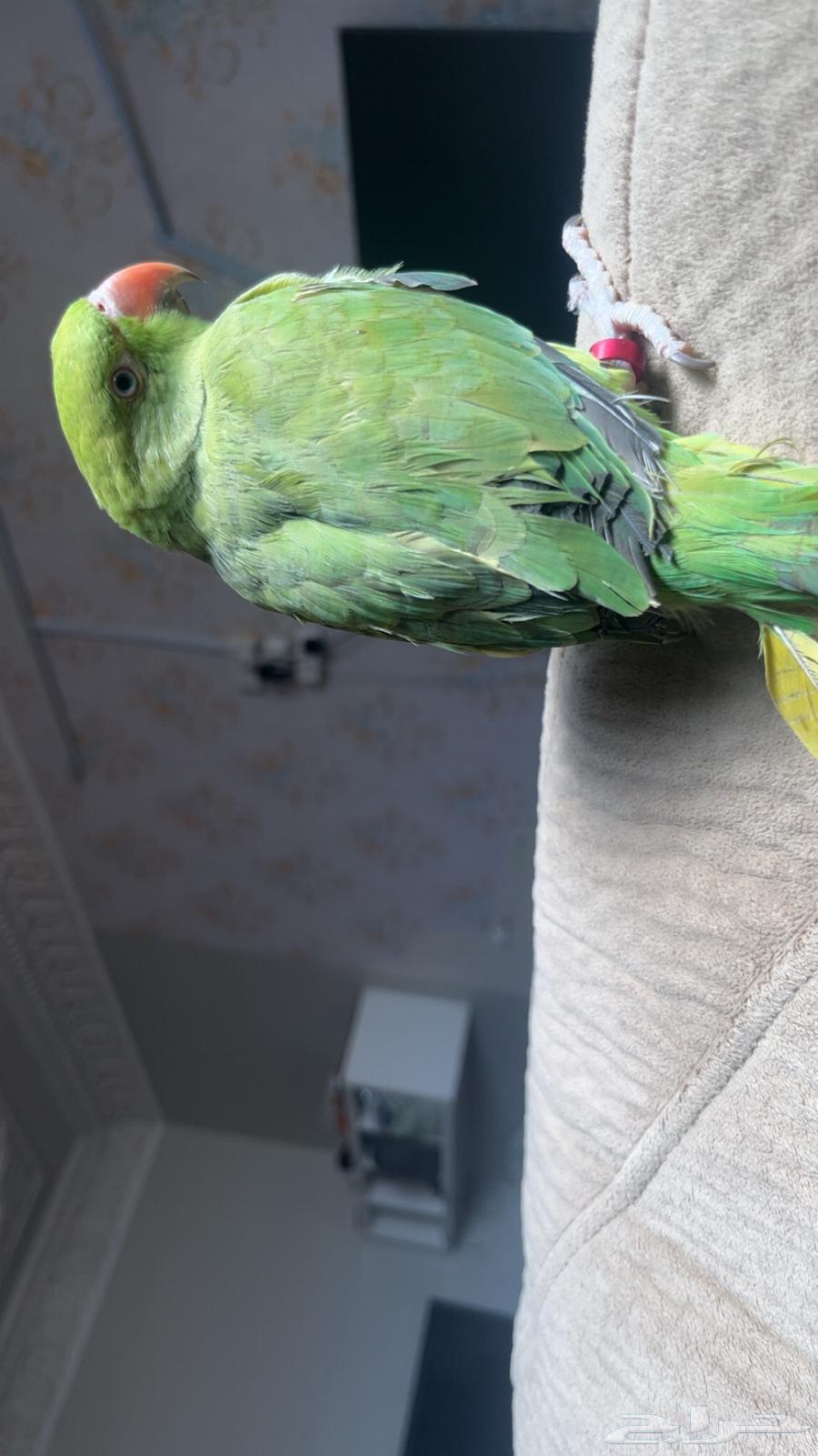 طير درة هندي عمره 7 شهور اليف64612090758530111