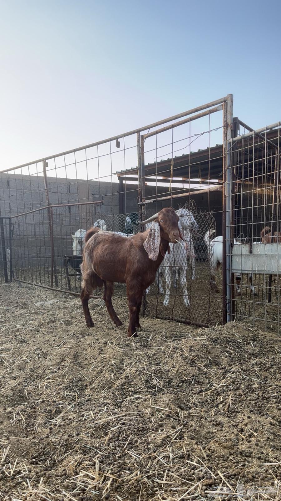 تيس للبيع64612944943875111