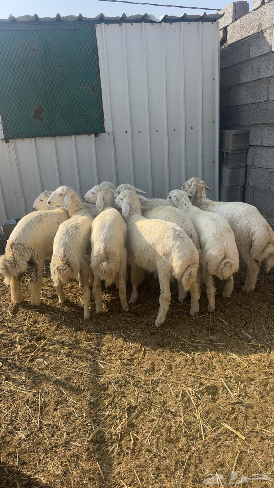 Talian64607719398017110