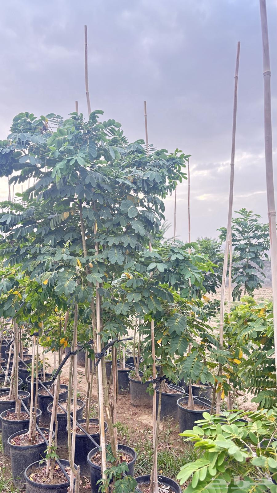 Seedlings64609710612099111