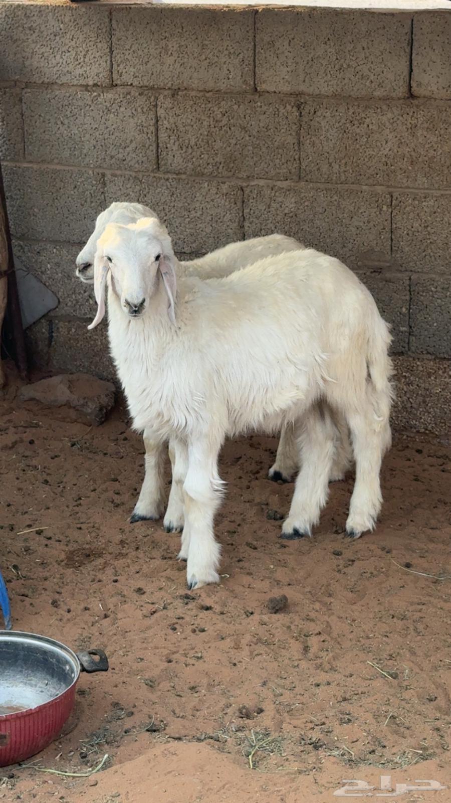 طلي للبيع64611842032386110