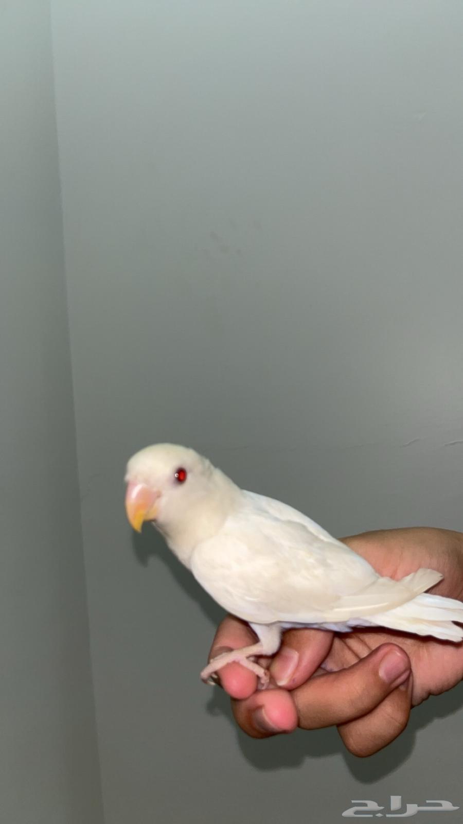 روز البينو عيون حمر64614222779906112