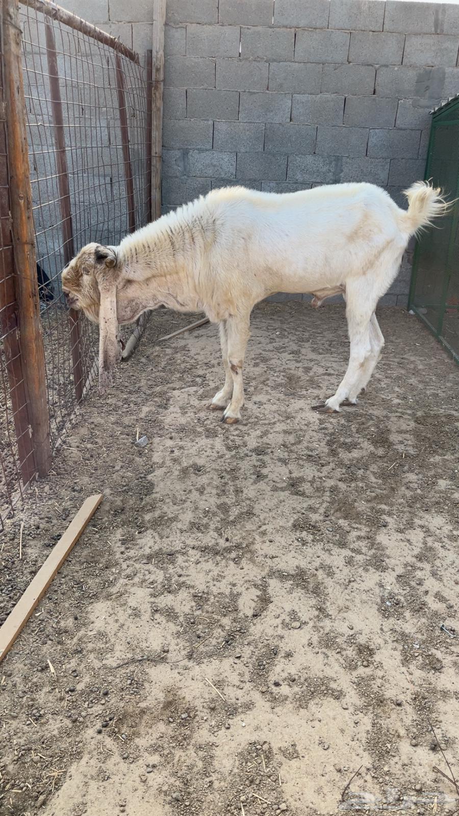 Shared Stallion: Sale Completed64611454974723113