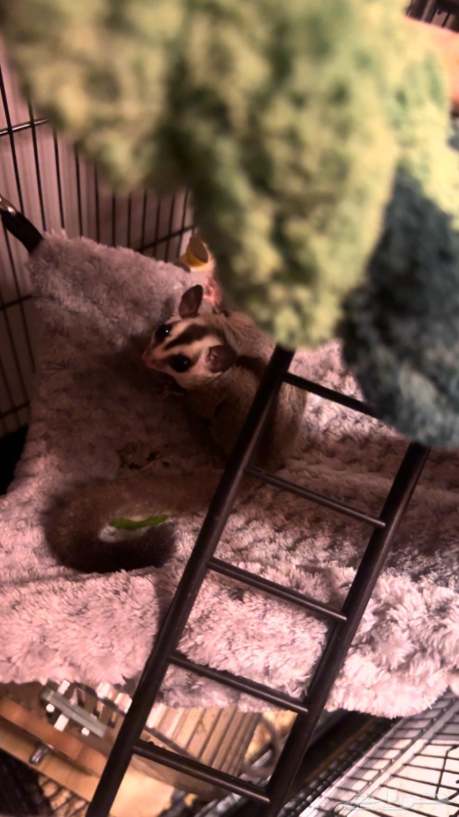 شوقر قلايدر او سنجاب طائر64607134846977112